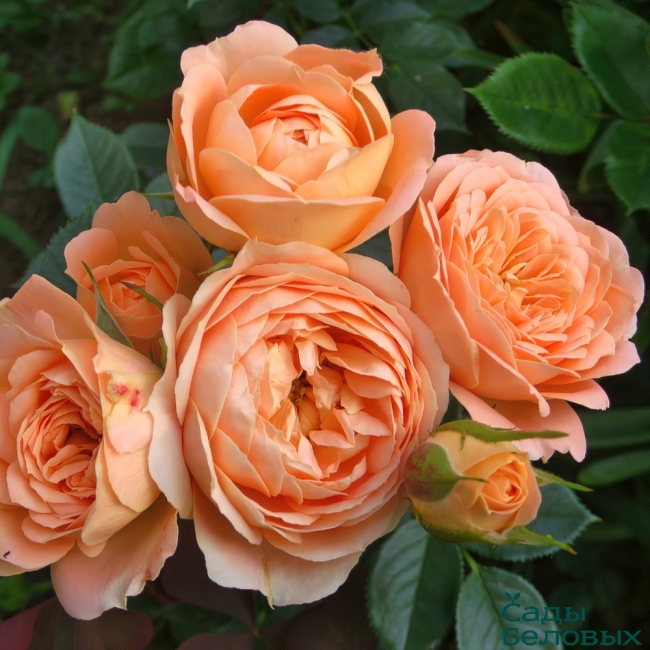 Роза флорибунда "Sweet Dream" Свит Дрим С3