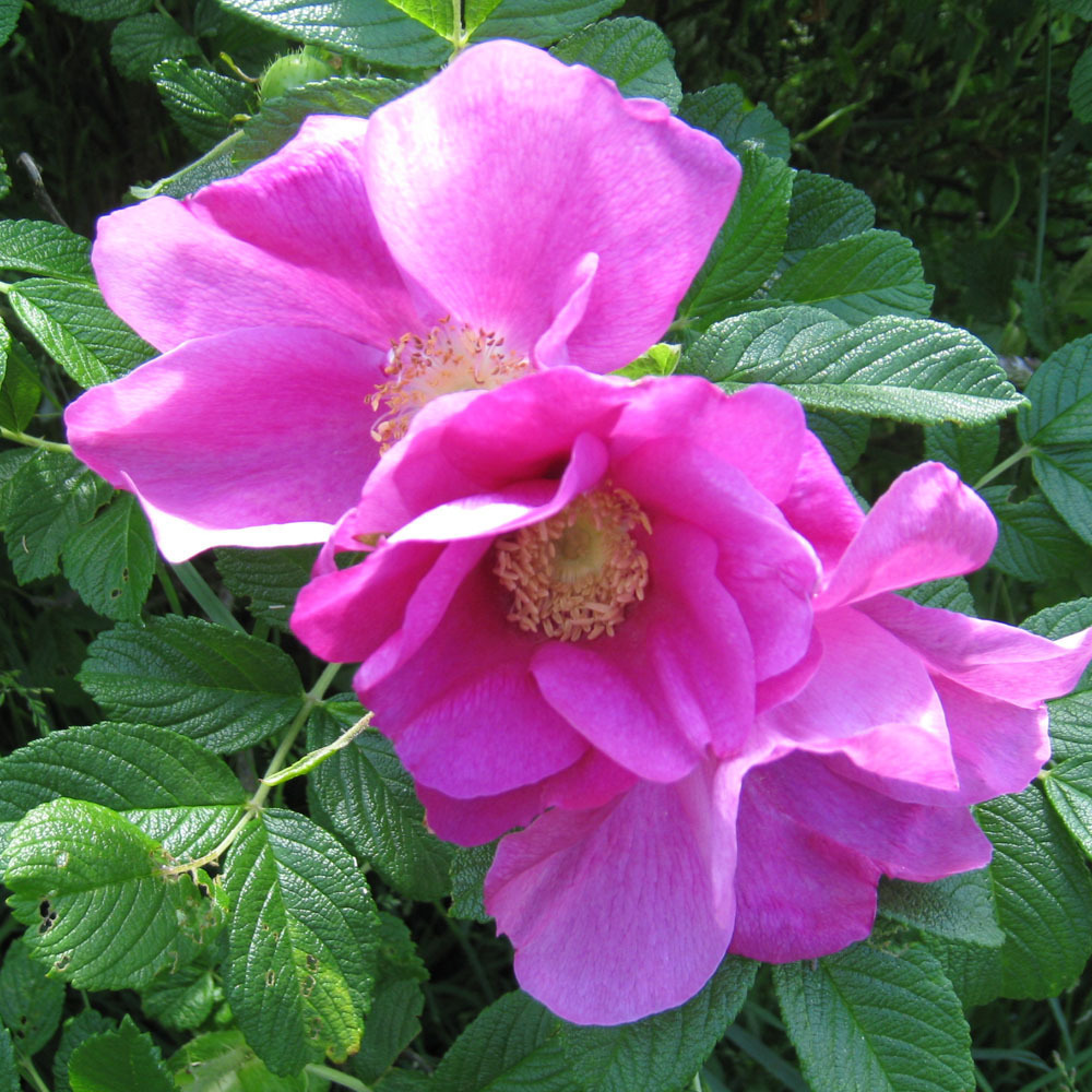 Роза морщинистая "Рубра" Rosa rugosa "Rubra"