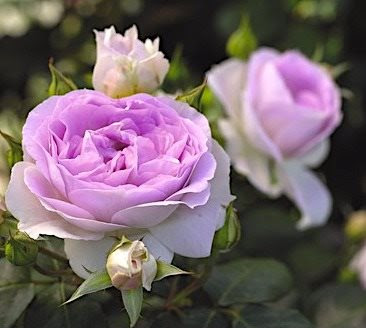 Роза шраб "Saphir" Сапфир С3