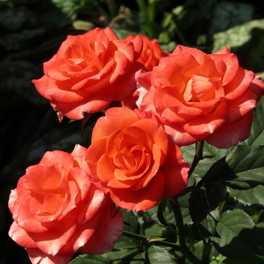 Роза спрей "Alegria " Алегрия С3,5