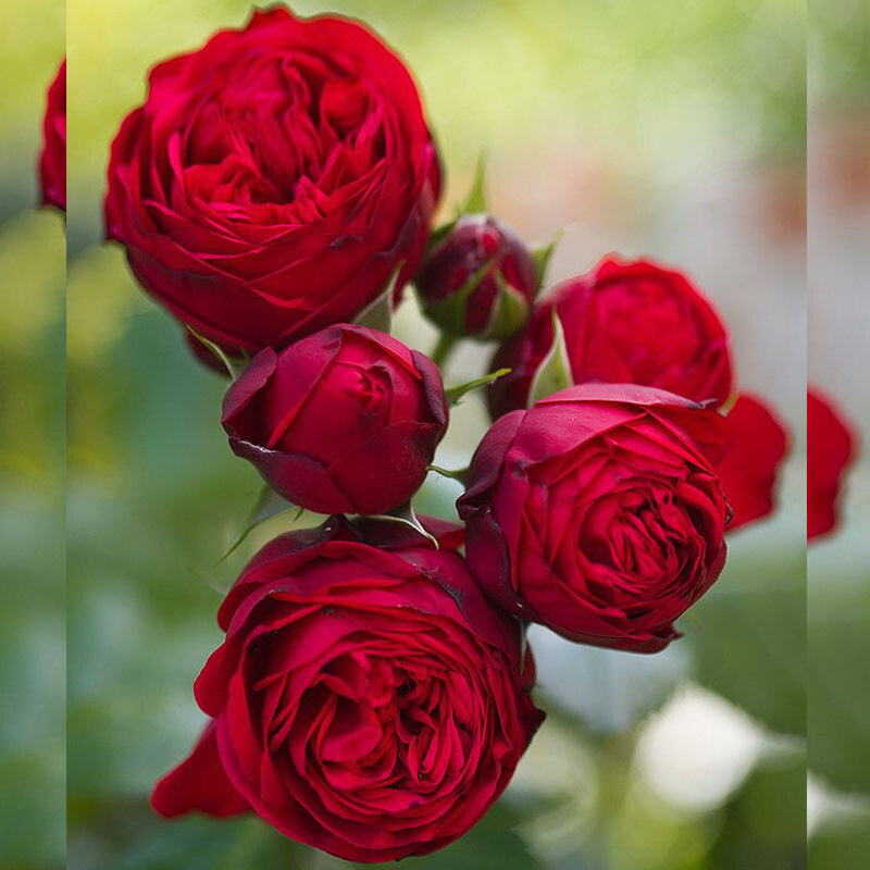 Роза спрей "Erotic Rokoko" Эротик Рококо С3