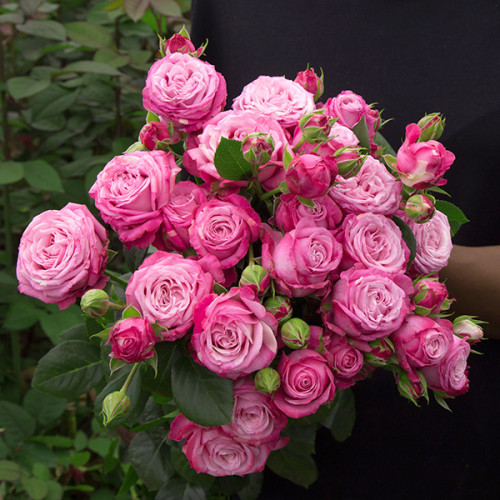 Роза спрей "Lady Bombastic" Леди Бомбастик С3