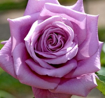 Роза спрей "Mamy Blue" Мамми Блю С3