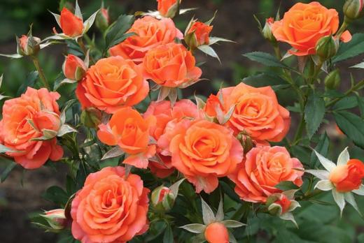 Роза спрей "Mandarin" Мандарин С3