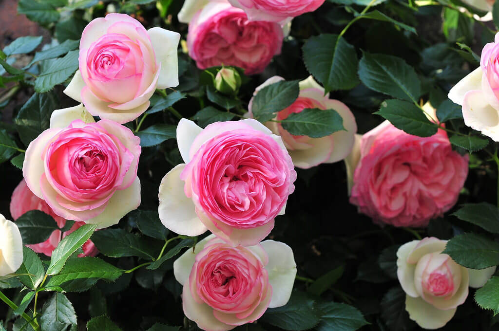 Роза спрей "Mimi Eden" Мими Эден С3