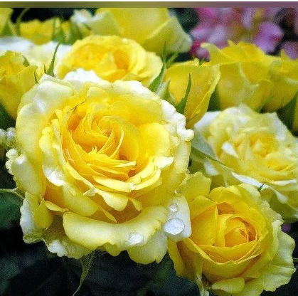 Роза спрей "Sun City" Сан Сити С3