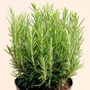 Розмарин лекарственный "Маресме" Rosmarinus officinalis "Maresme" С2/3