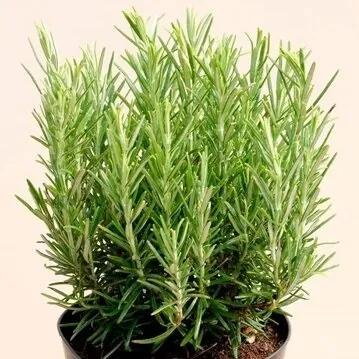 Розмарин лекарственный "Маресме" Rosmarinus officinalis "Maresme"