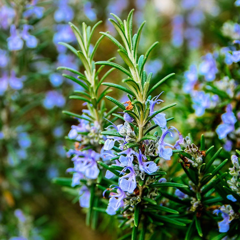 Розмарин лекарственный "Рози Про" Rosmarinus officinalis "Rosy Pro" Р9