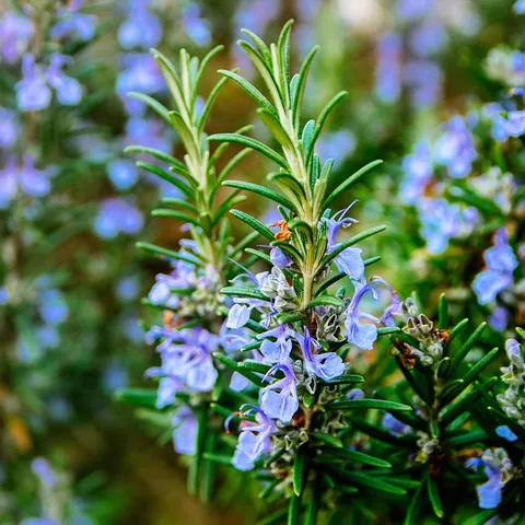 Розмарин лекарственный "Рози Про" Rosmarinus officinalis "Rosy Pro"
