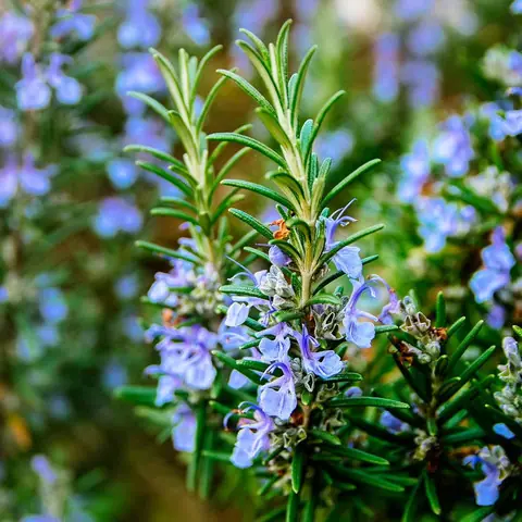 Розмарин лекарственный "Рози Про" Rosmarinus officinalis "Rosy Pro" Р9