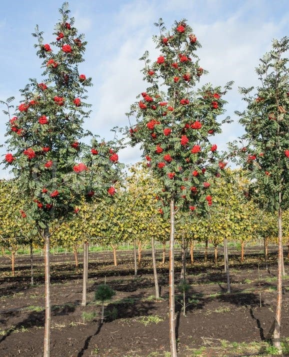 Рябина обыкновенная Sorbus Aucuparia штамб (Ком+сетка d=600), h=300-350