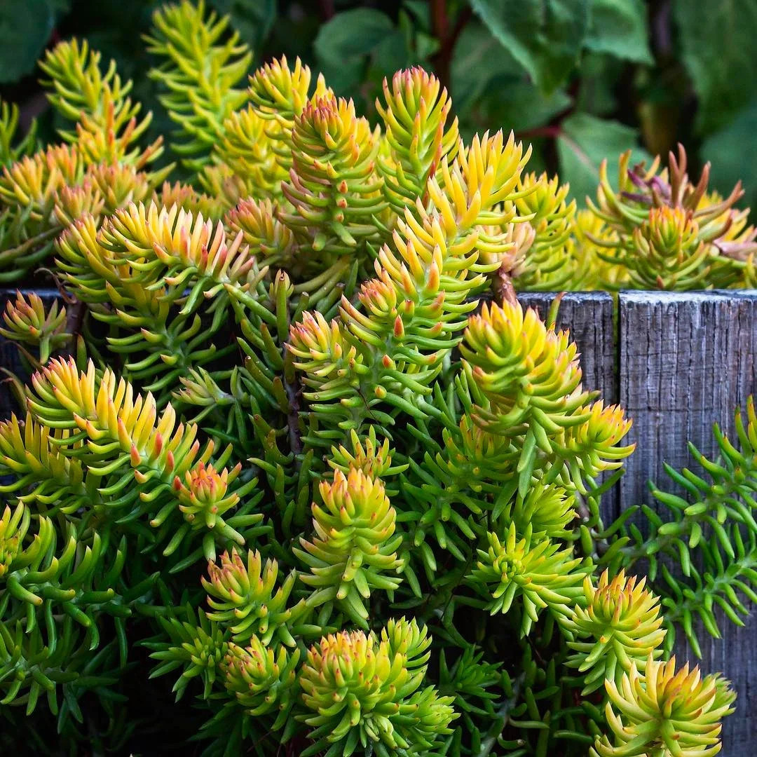 Седум "Ангелина" Sedum "Angelina" Кашпо 3л