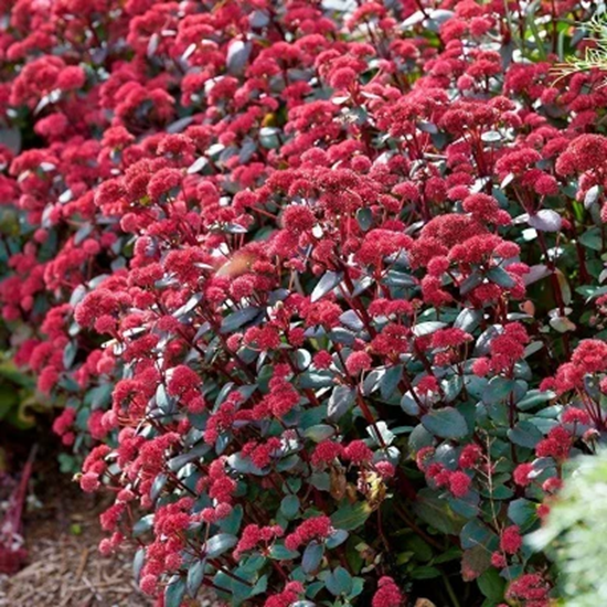Седум гибридный "Ред Кули" Sedum hybride "Red Cauli" С2/3