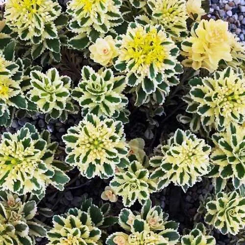 Седум такесимский «Aтлантис» Sedum takesimense "Atlantis"