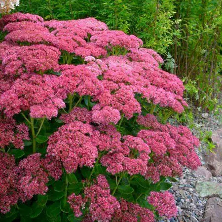 Седум видный "Карл" Sedum Spectabile "Carl" С2/3