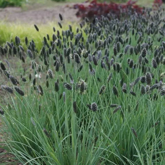 Сеслерия голубая Sesleria caerulea