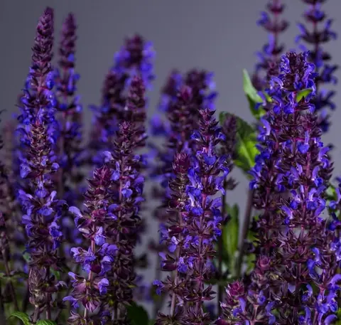 Шалфей дубравный "Нью Дименшн Блю" Salvia nemorosa "New Dimension Blue" С2/3
