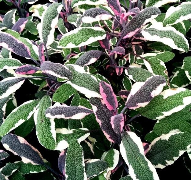 Шалфей лекарственный "Триколор" Salvia officinalis "Tricolor" С2/3