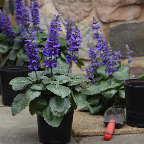 Шалфей межвидовый "Биг Блю" Salvia longispicata x farinacea "Big Blue" С2/3