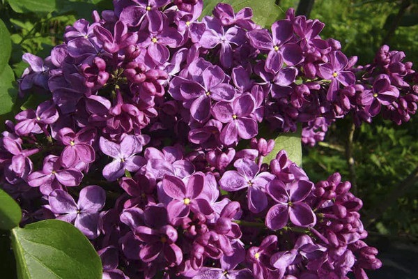 Сирень обыкновенная Syringa vulgaris "Anna Shiach"