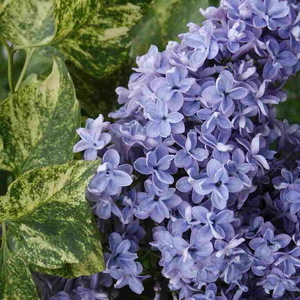 Сирень обыкновенная Syringa vulgaris "Aucubaefolia"