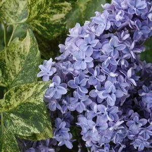 Сирень обыкновенная "Аукубафолия" Syringa vulgaris "Aucubaefolia"