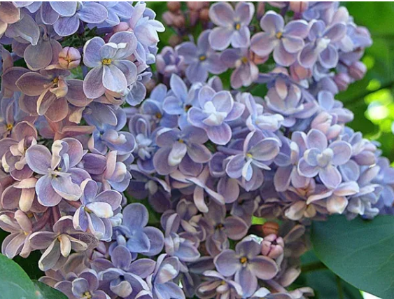 Сирень обыкновенная Syringa vulgaris "Dresden China"