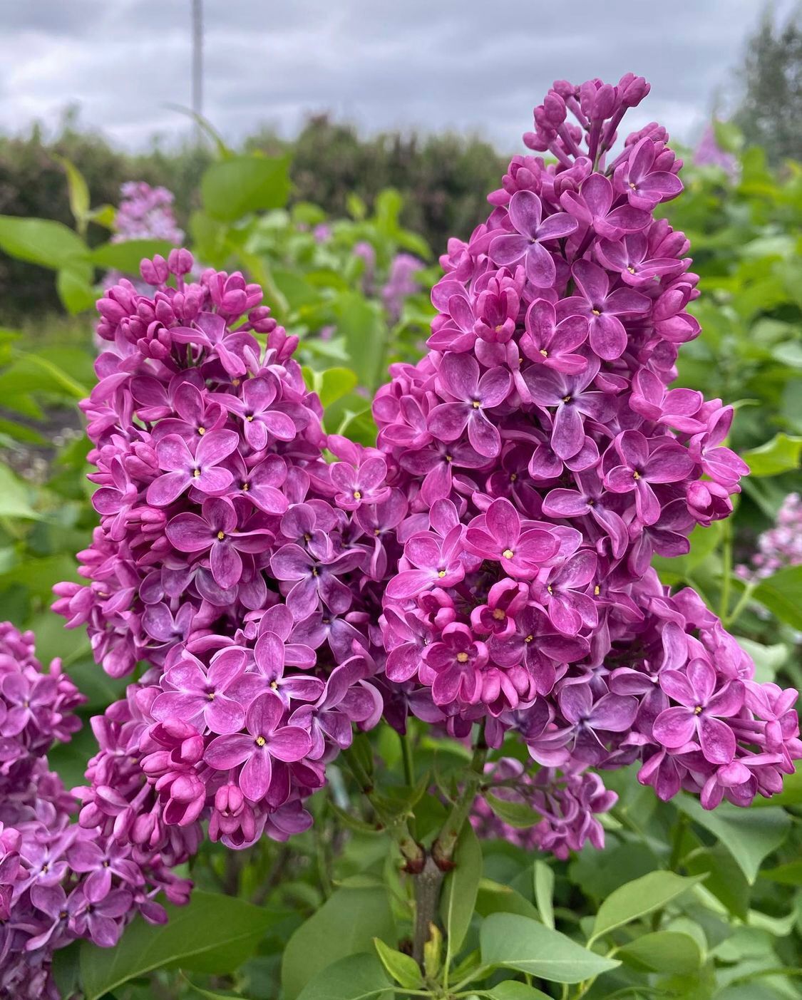 Сирень обыкновенная Syringa vulgaris "India"