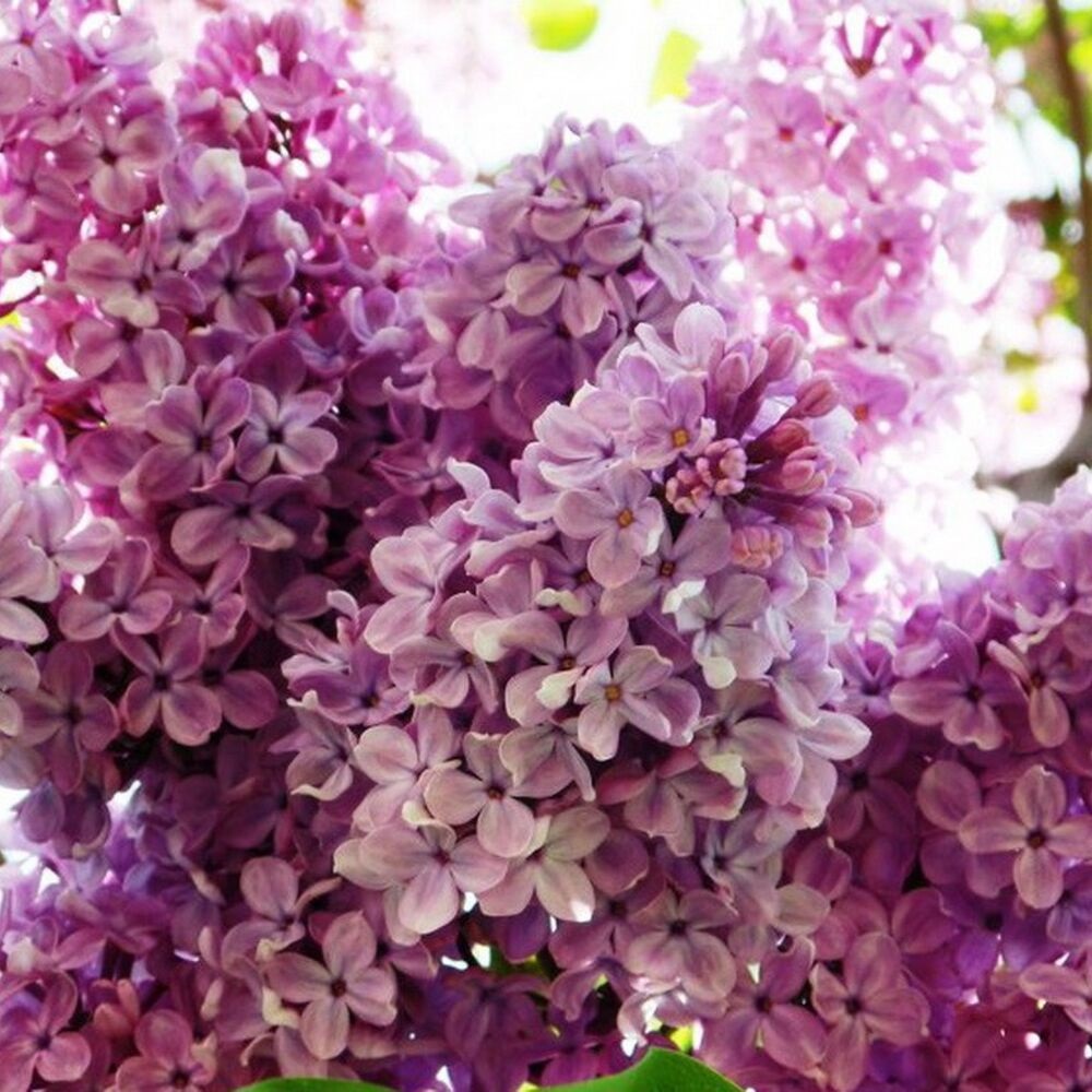 Сирень обыкновенная Syringa vulgaris "Izobilie"