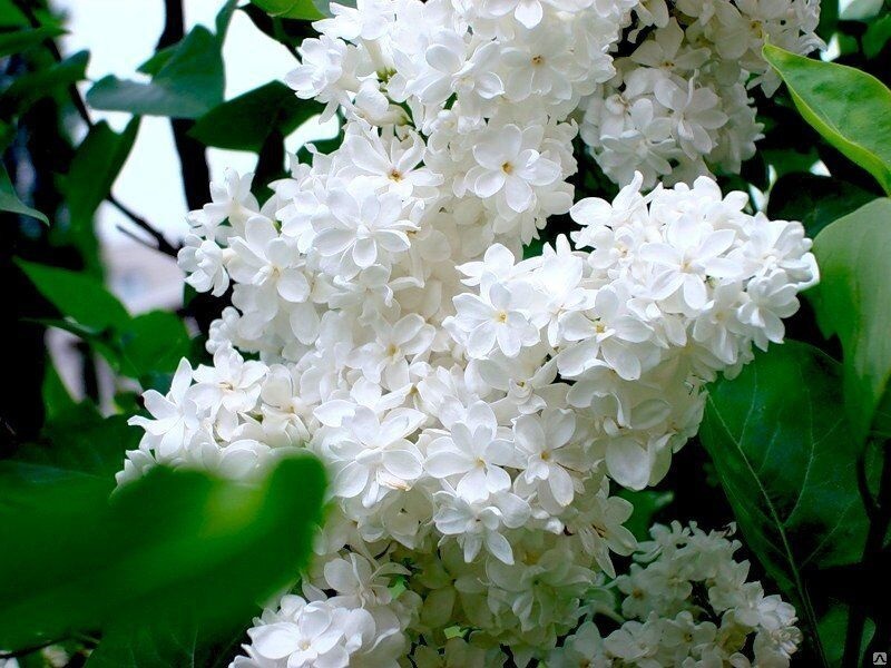 Сирень обыкновенная Syringa vulgaris "Jeanne d'Arc"