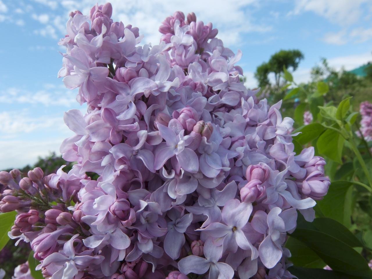 Сирень обыкновенная Syringa vulgaris "Katyusha"