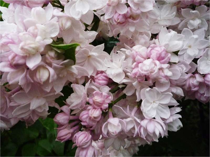 Сирень обыкновенная Syringa vulgaris "Krasavitsa Moskvy"