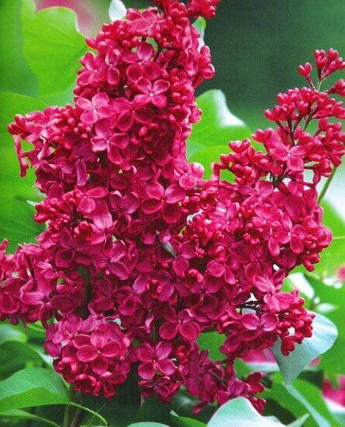 Сирень обыкновенная Syringa vulgaris "Krasnaya Moskva"