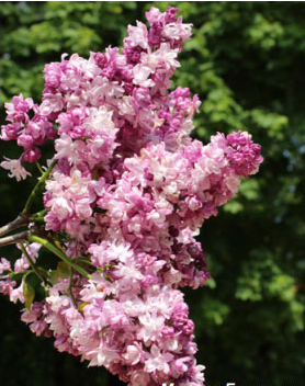 Сирень обыкновенная Syringa vulgaris "Marshal Bagramyan"