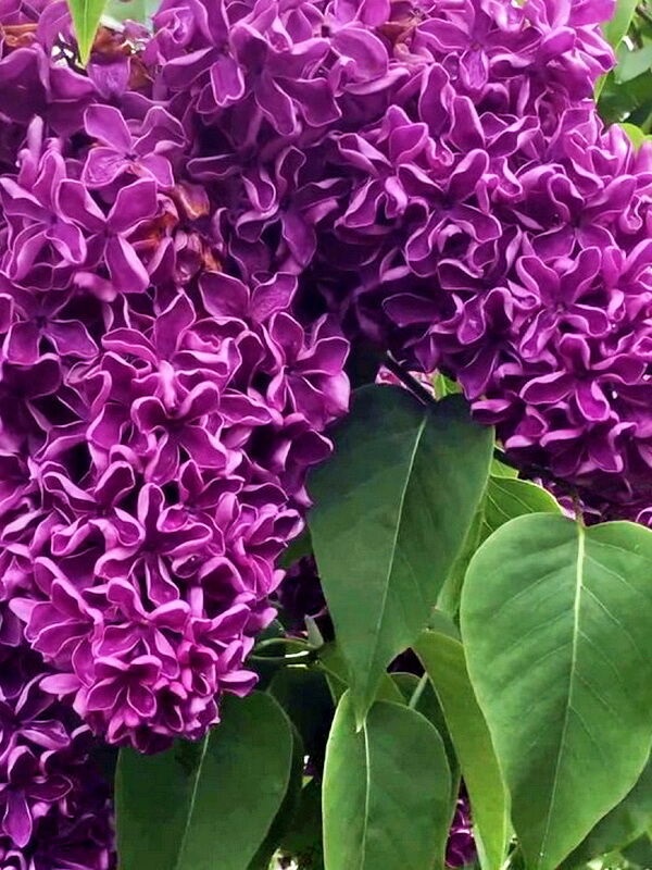 Сирень обыкновенная Syringa vulgaris "Marshal Zhukov"