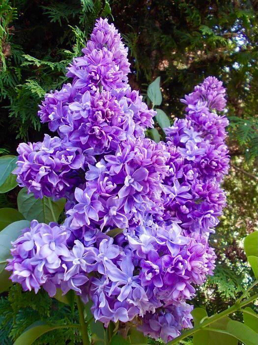 Сирень обыкновенная Syringa vulgaris "Nadeshda "