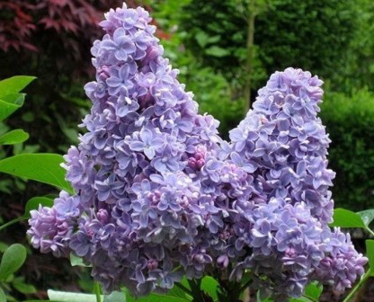 Сирень обыкновенная Syringa vulgaris "Nebo Moskvy"