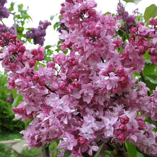 Сирень обыкновенная Syringa vulgaris "Olimpiada Kolesnikova"