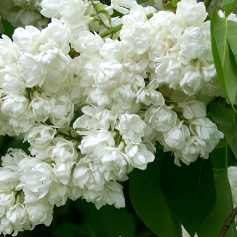 Сирень обыкновенная Syringa vulgaris "Pamyat’ о Kolesnikove"