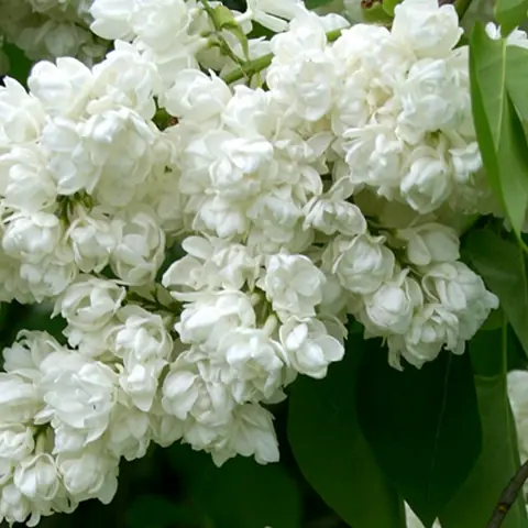 Сирень обыкновенная Syringa vulgaris "Pamyat’ о Kolesnikove"