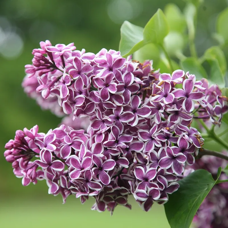 Сирень обыкновенная "Сенсация" Syringa vulgaris "Sensation"