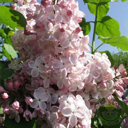 Сирень обыкновенная Syringa vulgaris "Vecherny Zvon"