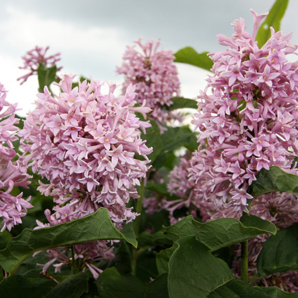 Сирень Венгерская Syringa Josikaea