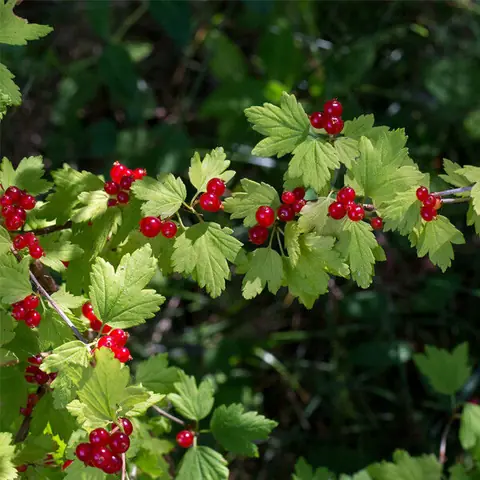 Смородина альпийская Ribes alpinum "Shmit"