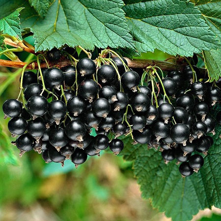 Смородина черная "Багира" С3