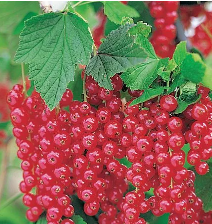 Смородина красная "Сахарная" С2