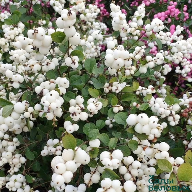 Снежноягодник Symphoricarpos "White"