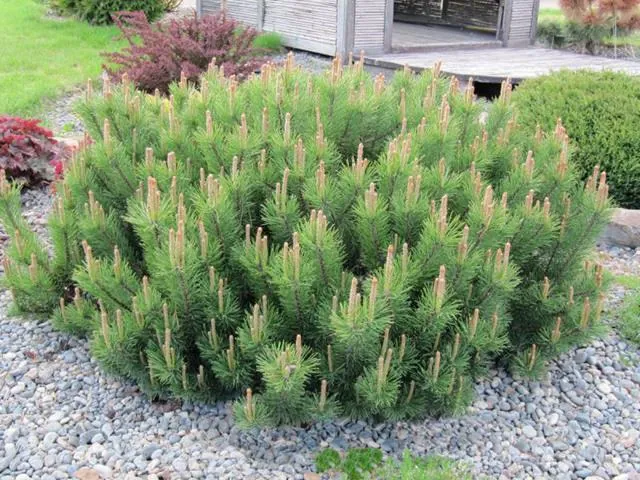 Сосна горная Pinus mugo "Mughus"