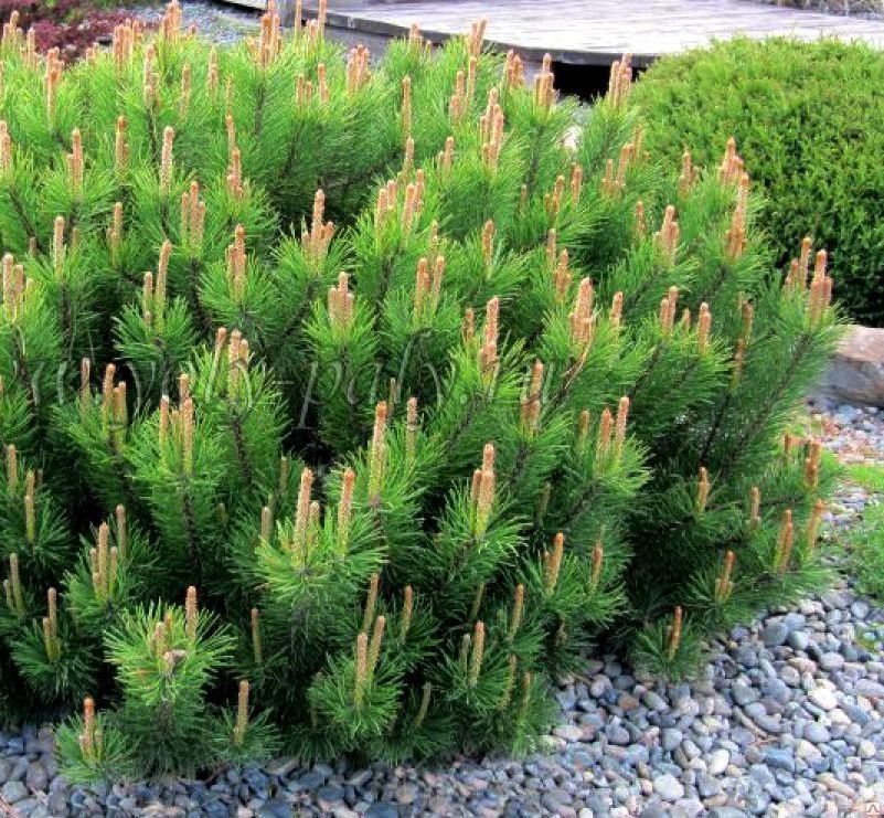 Сосна горная Pinus mugo "Pumilio" С2/3, h=15-20